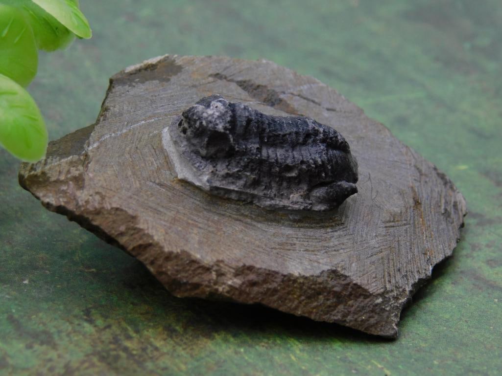 Fossilized Trilobite Specimen on Matrix ROCK STONE LAPIDARY SPECIMEN (1 of 3)