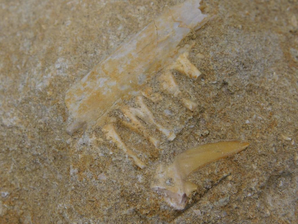 Fossilized Jaw and Tooth in Matrix Specimen - 2