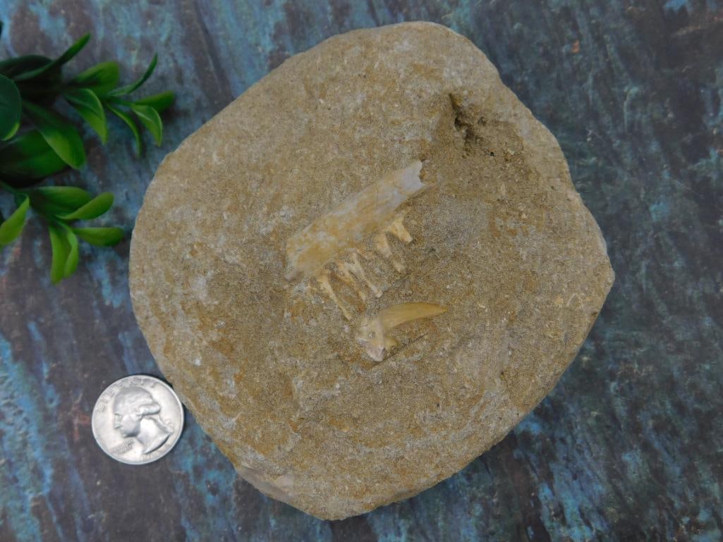 Fossilized Jaw and Tooth in Matrix Specimen - 3