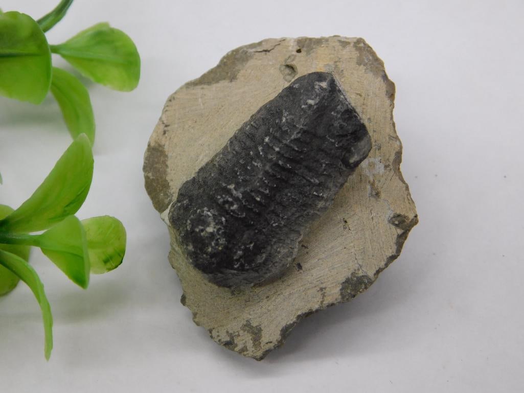 Fossilized Trilobite on Matrix with Quarter for Scale: Fossilized Trilobite on Matrix with Quarter for Scale