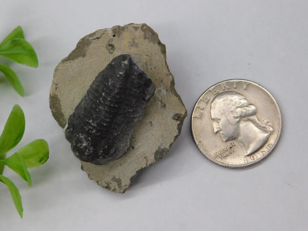 Fossilized Trilobite on Matrix with Quarter for Scale - 2