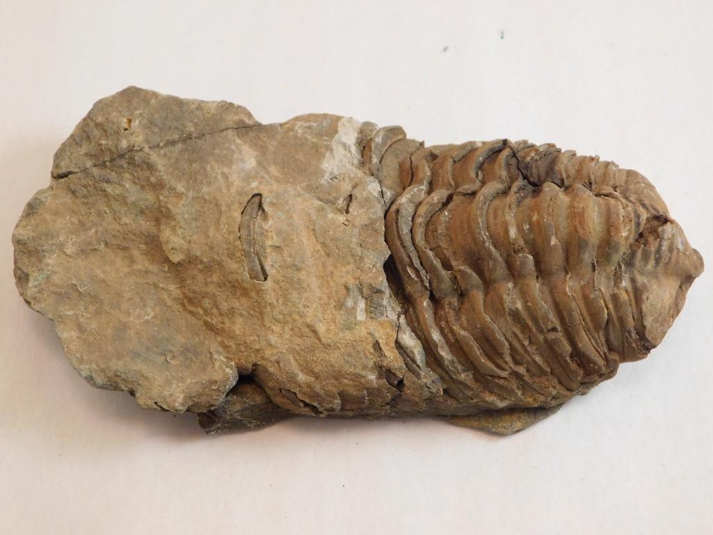 TRILOBITE ROCK STONE LAPIDARY SPECIMEN (1 of 2)