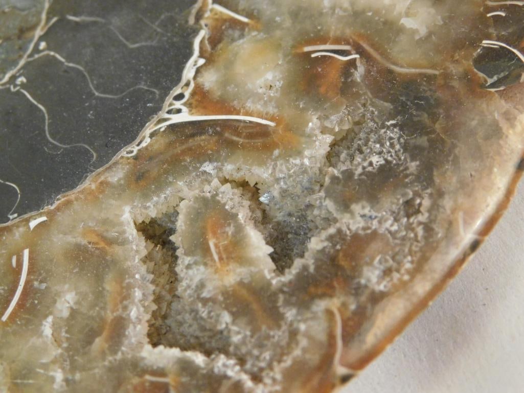 MAPLE LEAF PATTERN AMMONITE ROCK STONE LAPIDARY SPECIMEN - 4