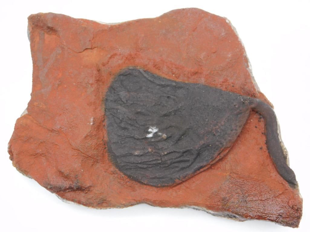 CRINOID SCYPHOCRINUS FOSSIL ROCK STONE LAPIDARY SPECIMEN (1 of 2)