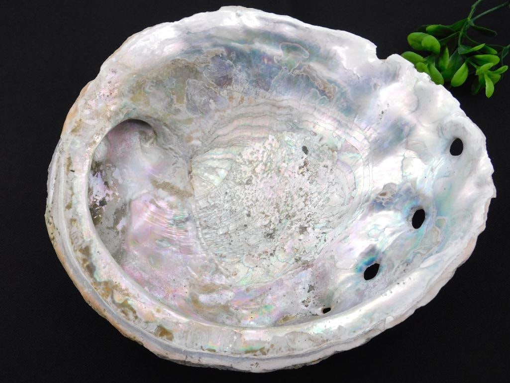 ABALONE SHELL: ABALONE SHELL