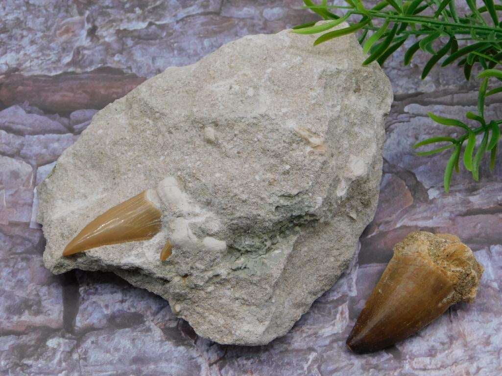 MIXED TEETH LOT ROCK STONE LAPIDARY SPECIMEN (1 of 2)