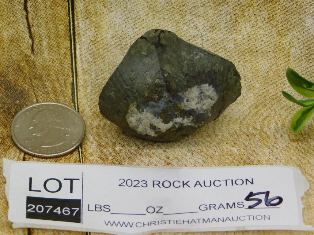 BRACHIOPOD ROCK STONE LAPIDARY SPECIMEN - 2