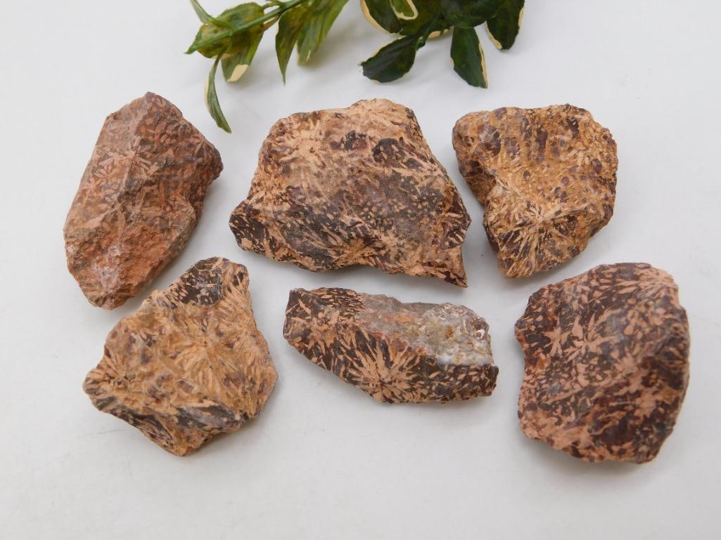 STARBURST JASPER ROCK STONE LAPIDARY SPECIMEN: STARBURST JASPER ROCK STONE LAPIDARY SPECIMEN