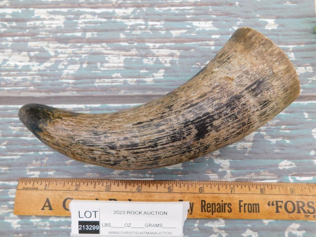 DRINKING HORN ROCK STONE LAPIDARY SPECIMEN - 2