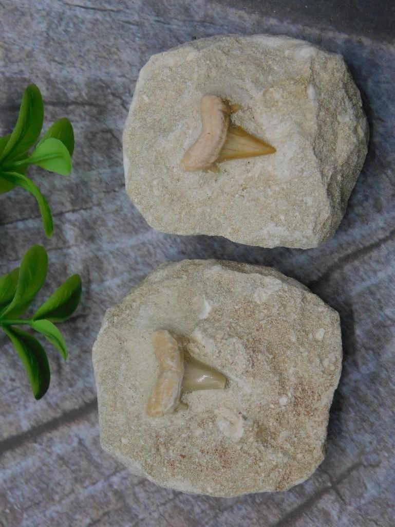 SHARK TEETH IN MATRIX ROCK STONE LAPIDARY SPECIMEN (1 of 2)