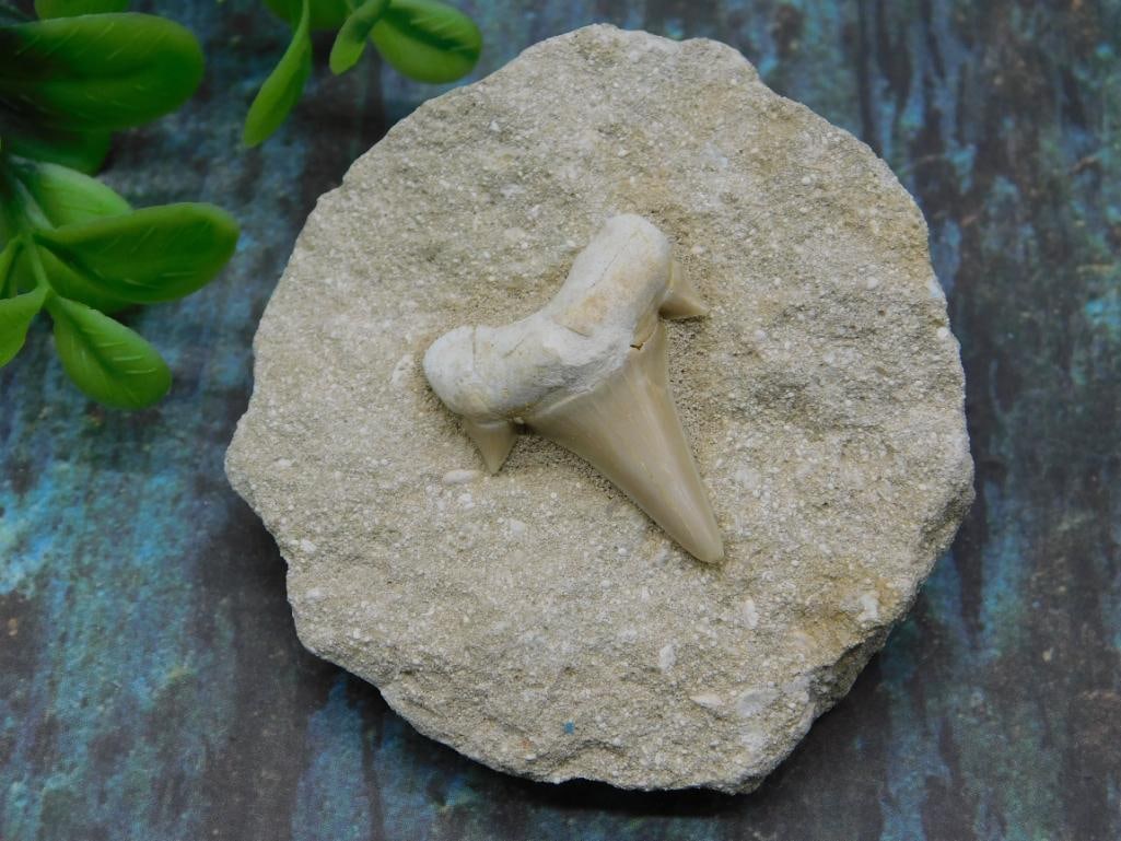 SHARK TOOTH IN MATRIX ROCK STONE LAPIDARY SPECIMEN (1 of 2)