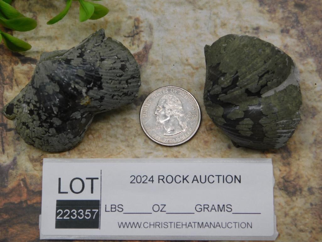 BRACHIOPOD ROCK STONE LAPIDARY SPECIMEN - 2