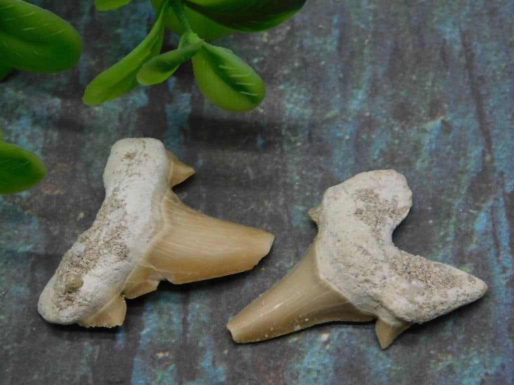 SHARK TEETH ROCK STONE LAPIDARY SPECIMEN (1 of 2)