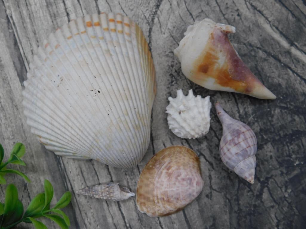 Collection of Assorted Sea Shells: Collection of Assorted Sea Shells