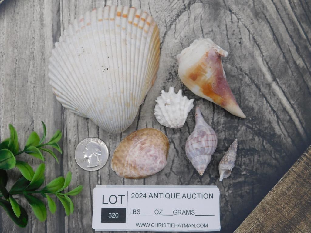 Collection of Assorted Sea Shells - 2