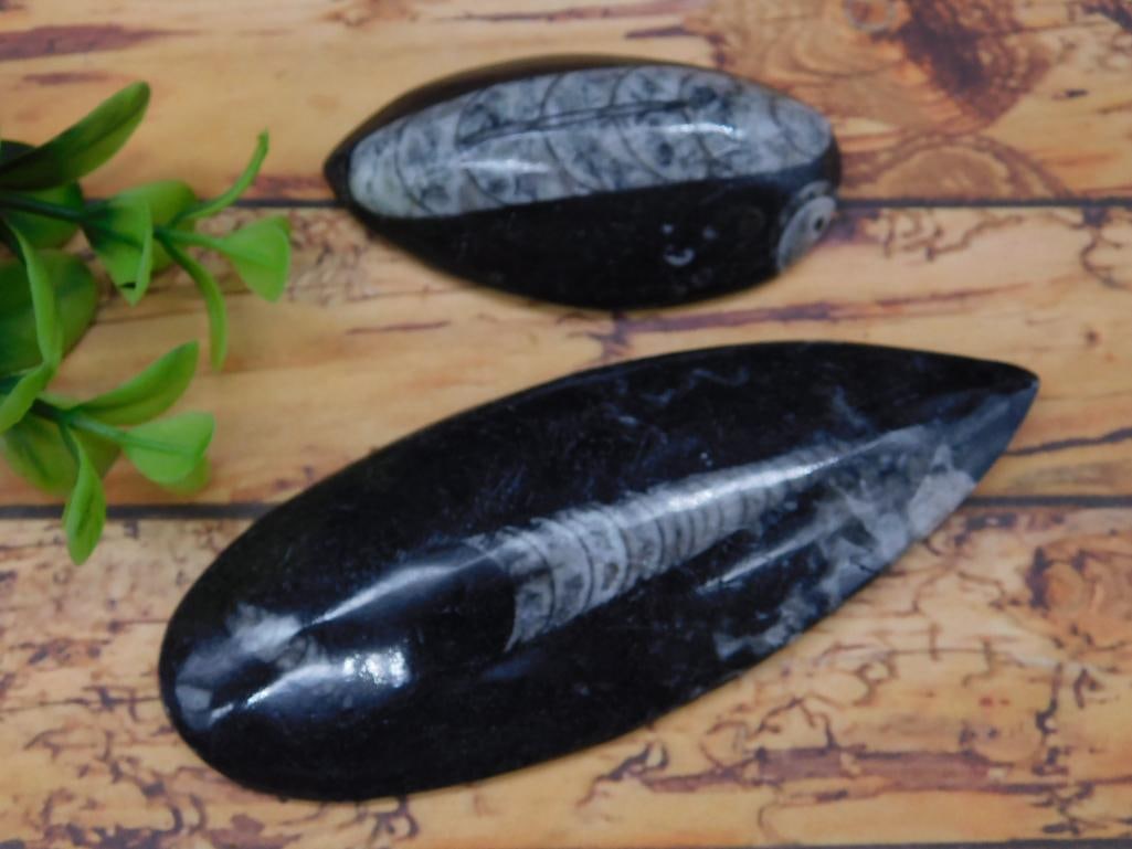 ORTHOCERAS ROCK STONE LAPIDARY SPECIMEN (1 of 2)