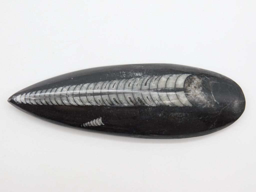 ORTHOCERAS ROCK STONE LAPIDARY SPECIMEN (1 of 2)