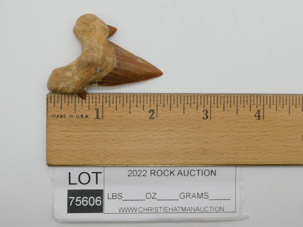 SHARK TOOTH - 2
