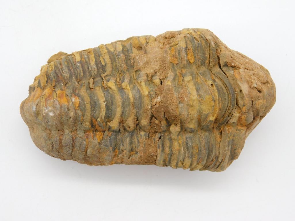 TRILOBITE FOSSIL ROCK STONE LAPIDARY SPECIMEN (1 of 2)