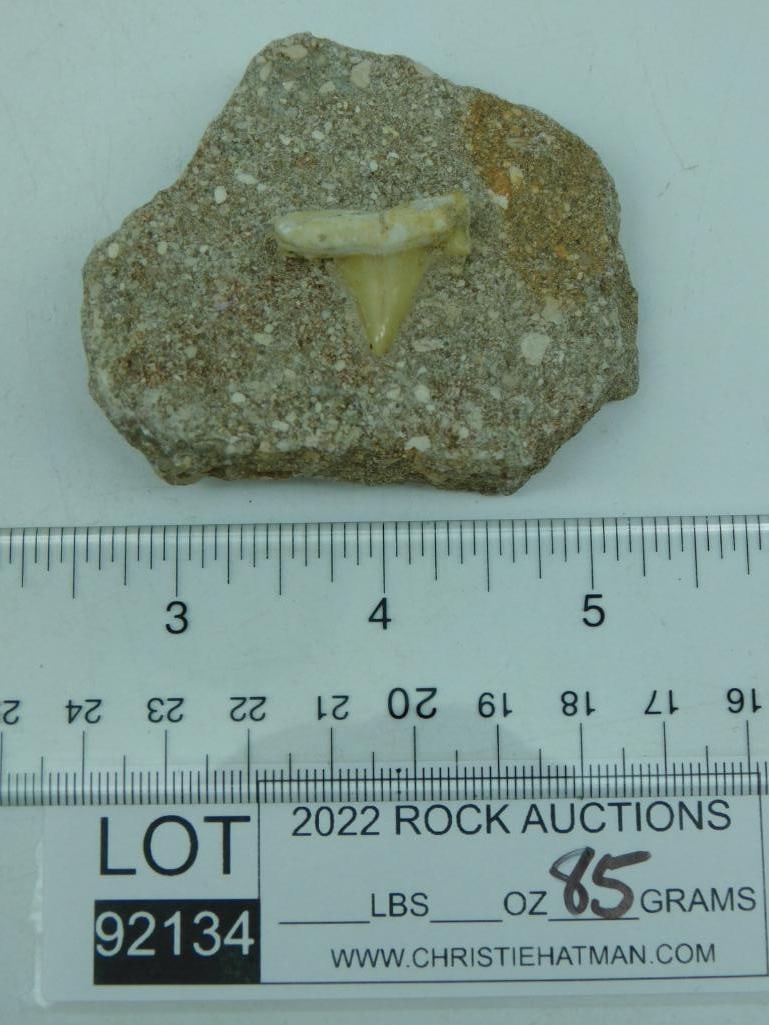 SHARK TOOTH IN MATRIX - 2