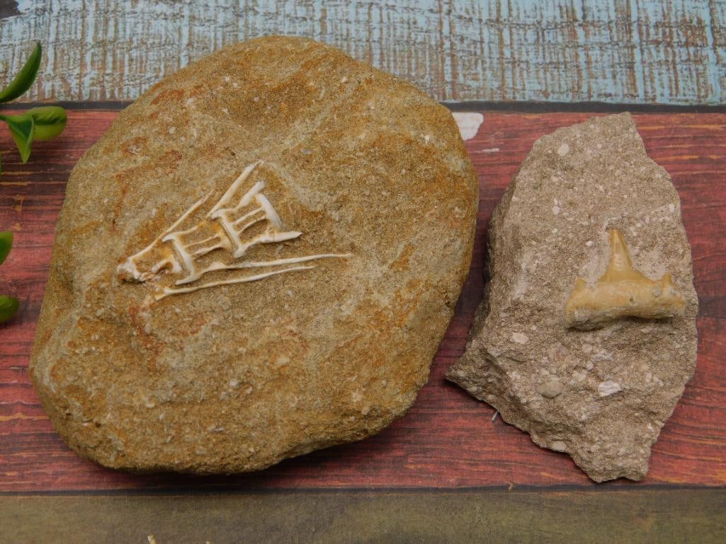 FOSSILS IN MATRIX ROCK STONE LAPIDARY SPECIMEN (1 of 2)