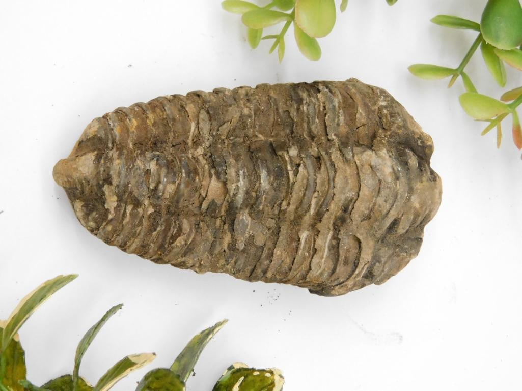 Trilobite Fossil Rock Stone Lapidary Specimen (1 of 2)