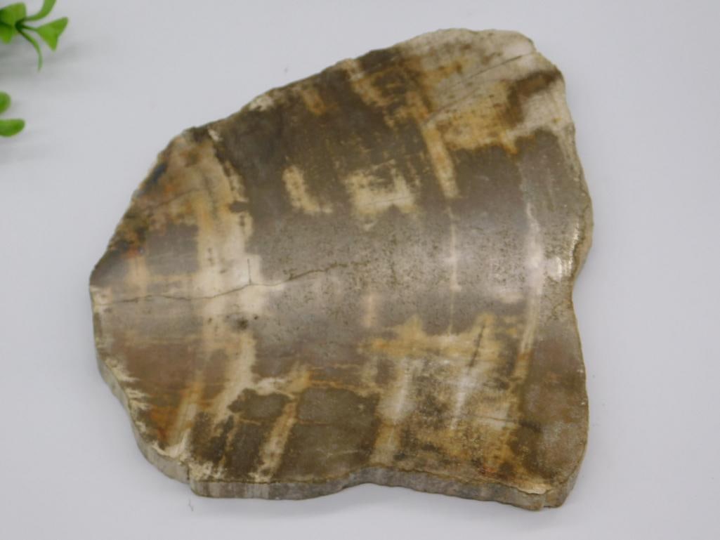 PETRIFIED WOOD SLAB ROCK STONE LAPIDARY SPECIMEN (1 of 2)