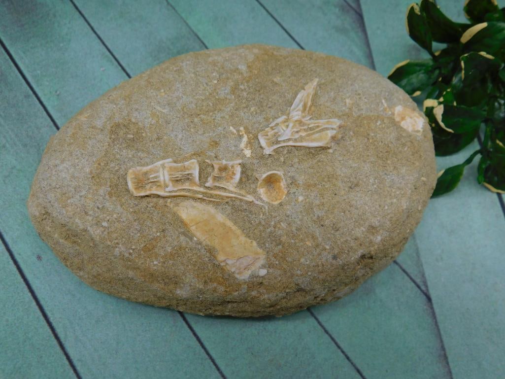 ENCHODUS FOSSIL ROCK STONE LAPIDARY SPECIMEN: ENCHODUS FOSSIL ROCK STONE LAPIDARY SPECIMEN