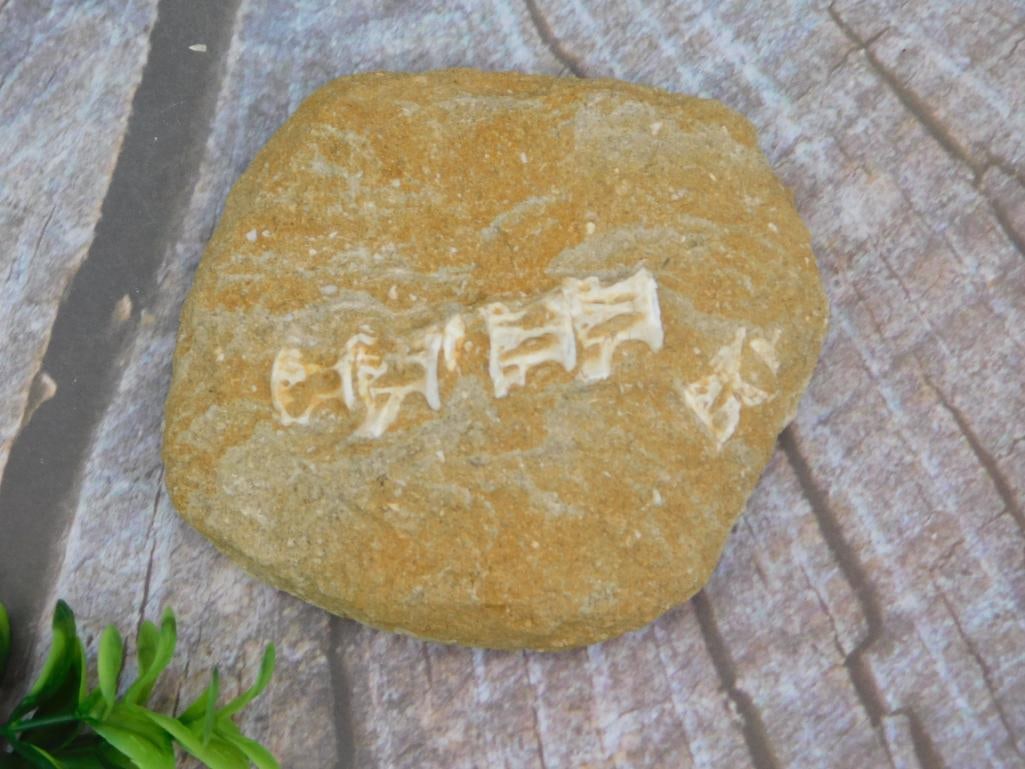 FISH FOSSIL IN MATRIX ROCK STONE LAPIDARY SPECIMEN (1 of 2)