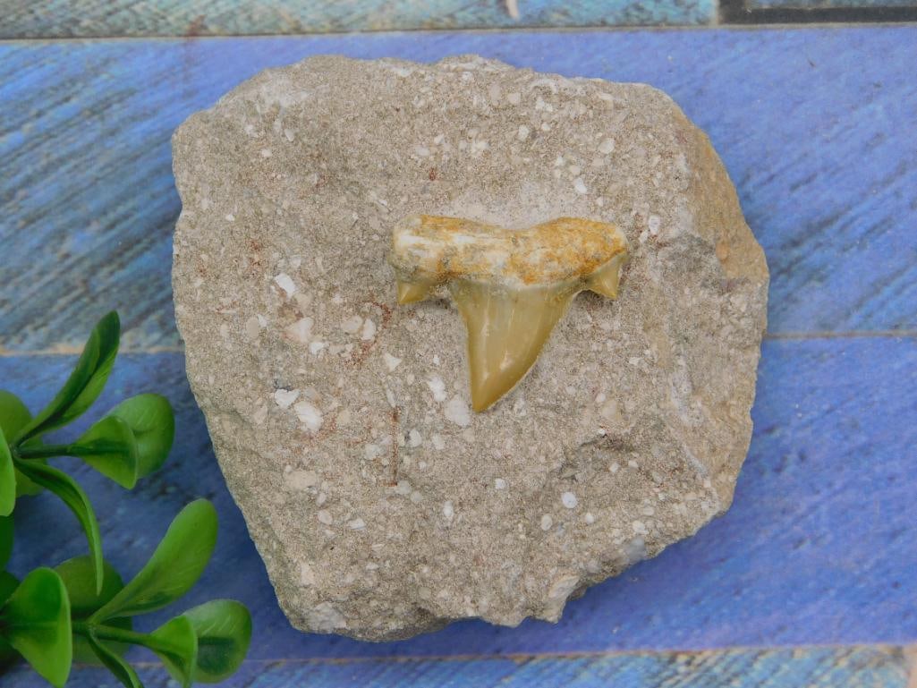 SHARK TOOTH IN MATRIX ROCK STONE LAPIDARY SPECIMEN (1 of 2)