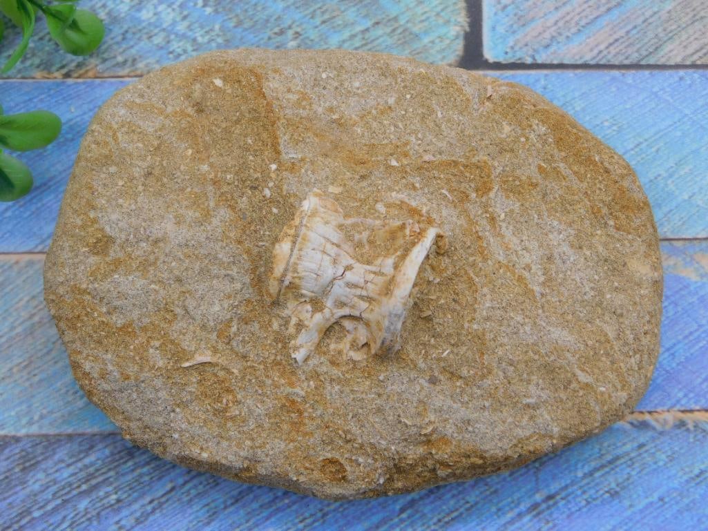 FOSSIL IN MATRIX ROCK STONE LAPIDARY SPECIMEN (1 of 2)