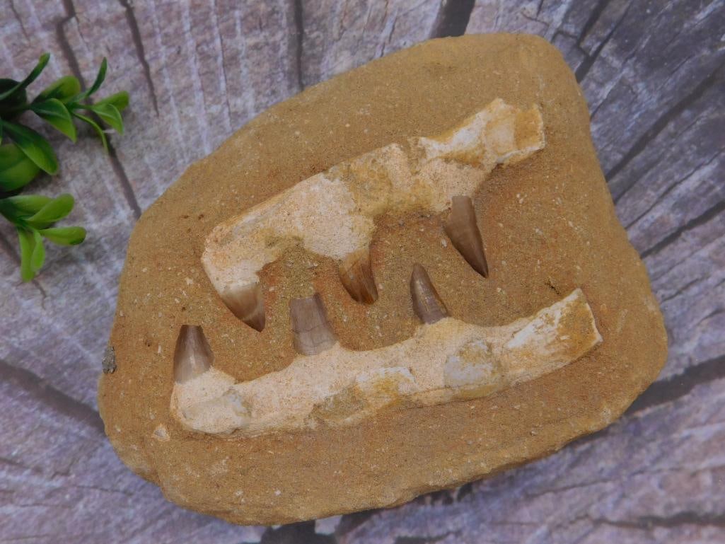 MOSASAUR FOSSIL IN MATRIX ROCK STONE LAPIDARY SPECIMEN (1 of 2)