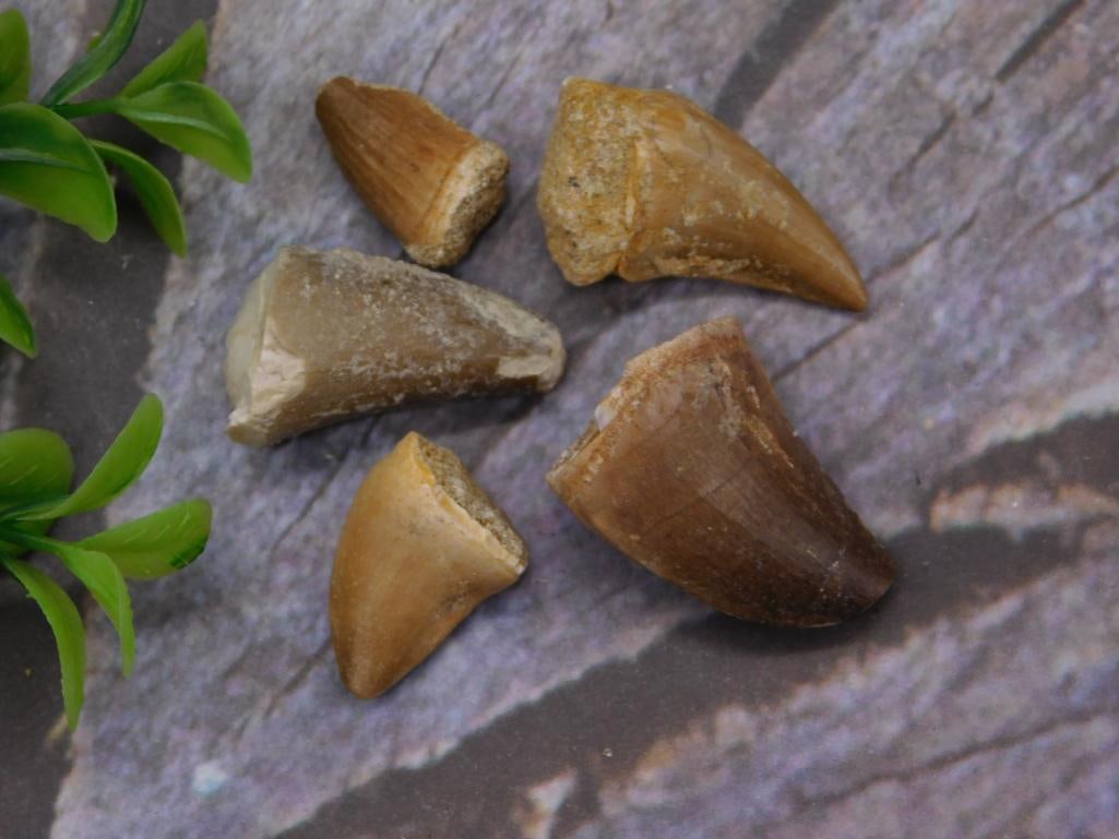 DINOSAUR TEETH ROCK STONE LAPIDARY SPECIMEN (1 of 2)