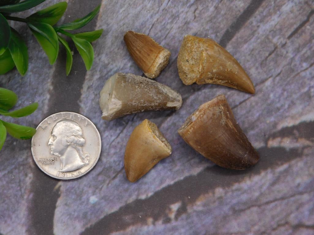 DINOSAUR TEETH ROCK STONE LAPIDARY SPECIMEN - 2