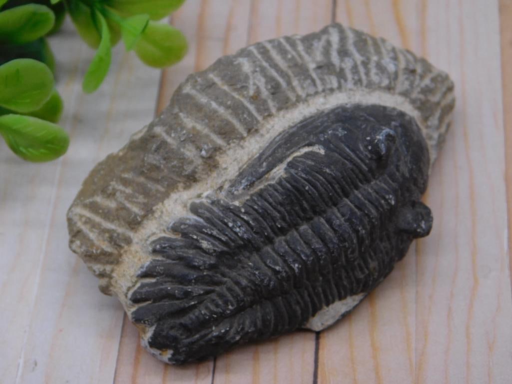 TRILOBITE FOSSIL ROCK STONE LAPIDARY SPECIMEN: TRILOBITE FOSSIL ROCK STONE LAPIDARY SPECIMEN
