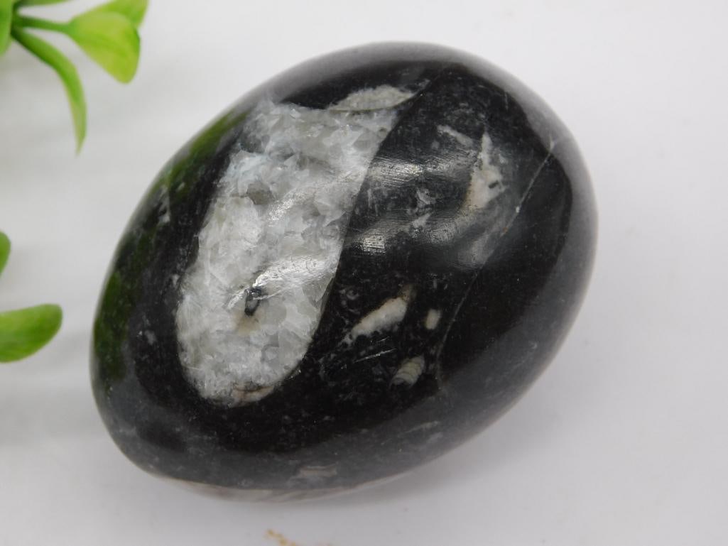 ORTHOCERAS EGG ROCK STONE LAPIDARY SPECIMEN: ORTHOCERAS EGG ROCK STONE LAPIDARY SPECIMEN