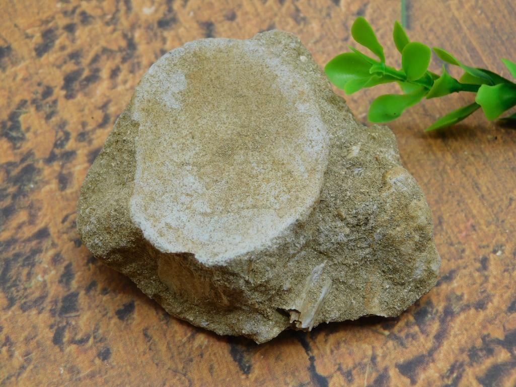 DINOSAUR BONE IN MATRIX ROCK STONE LAPIDARY SPECIMEN (1 of 2)