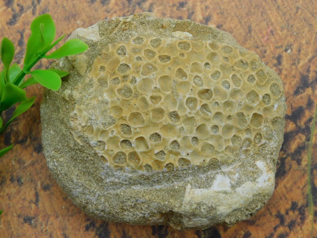 FOSSIL ROCK STONE LAPIDARY SPECIMEN: FOSSIL ROCK STONE LAPIDARY SPECIMEN