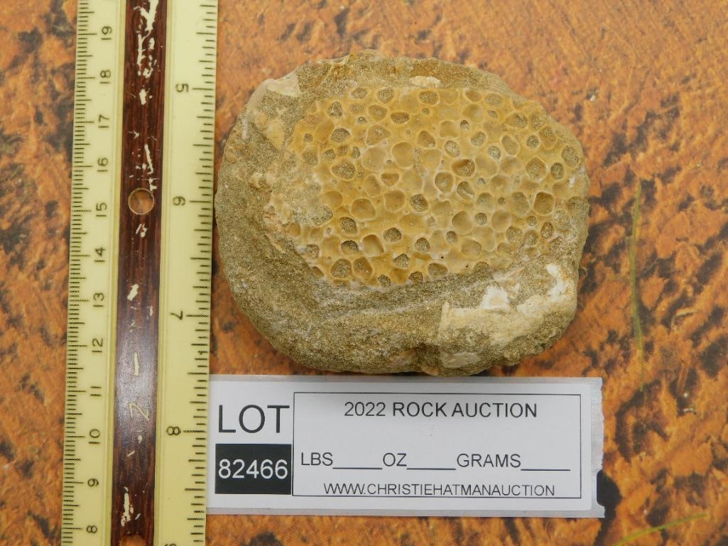 FOSSIL ROCK STONE LAPIDARY SPECIMEN - 2