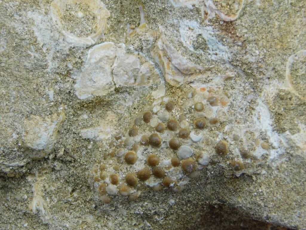 FOSSIL ROCK STONE LAPIDARY SPECIMEN - 2