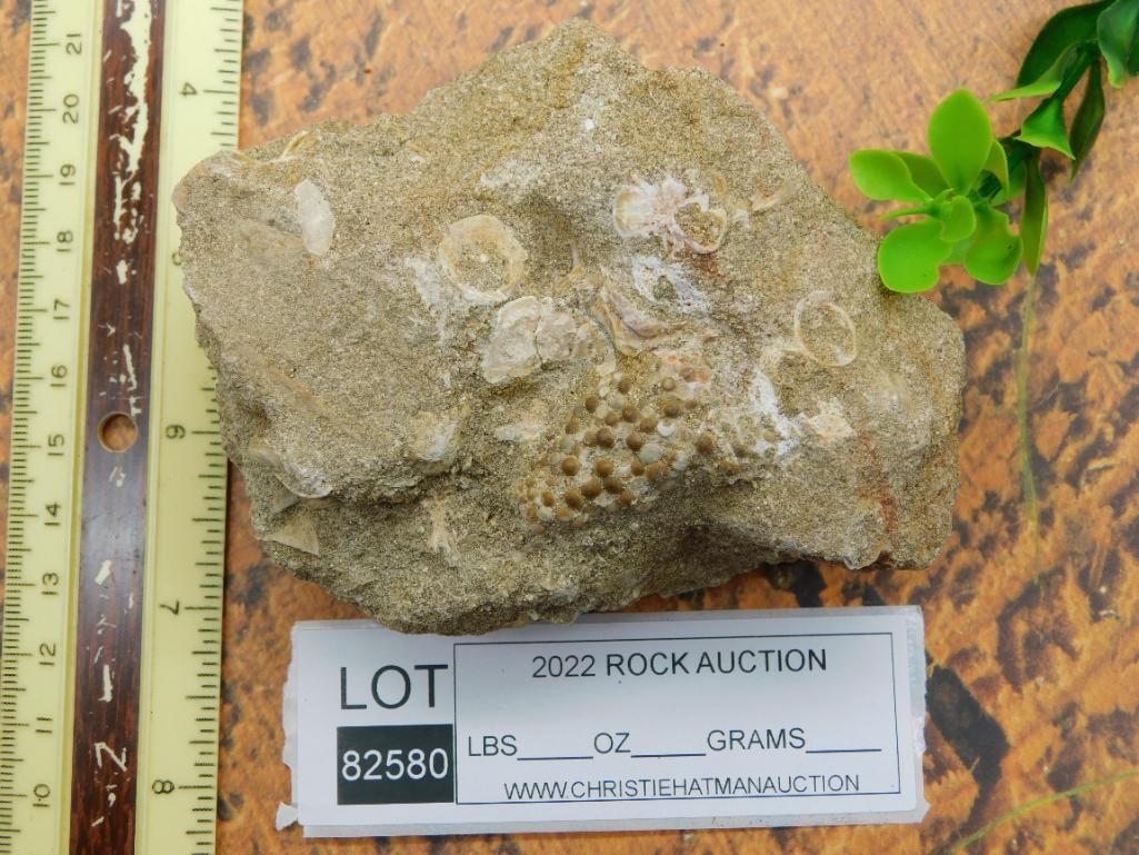 FOSSIL ROCK STONE LAPIDARY SPECIMEN - 3