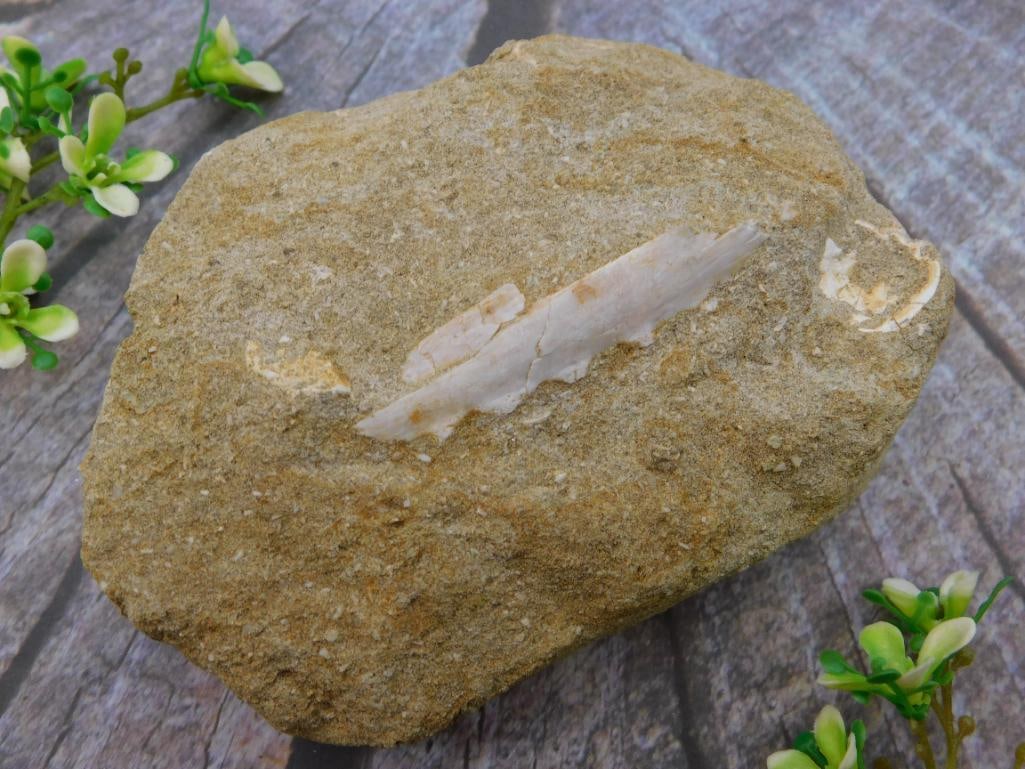 DINOSAUR BONE IN MATRIX ROCK STONE LAPIDARY SPECIMEN (1 of 3)