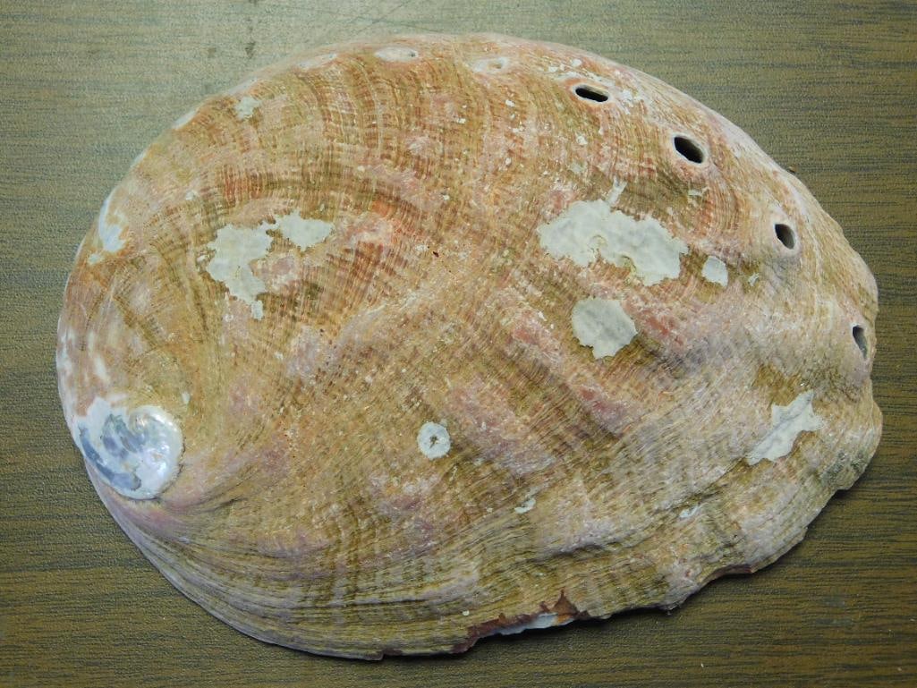 ABALONE SHELL: ABALONE SHELL