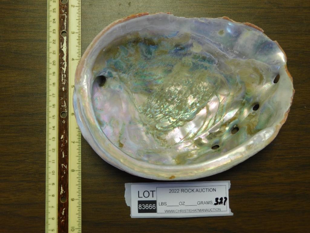 ABALONE SHELL - 2