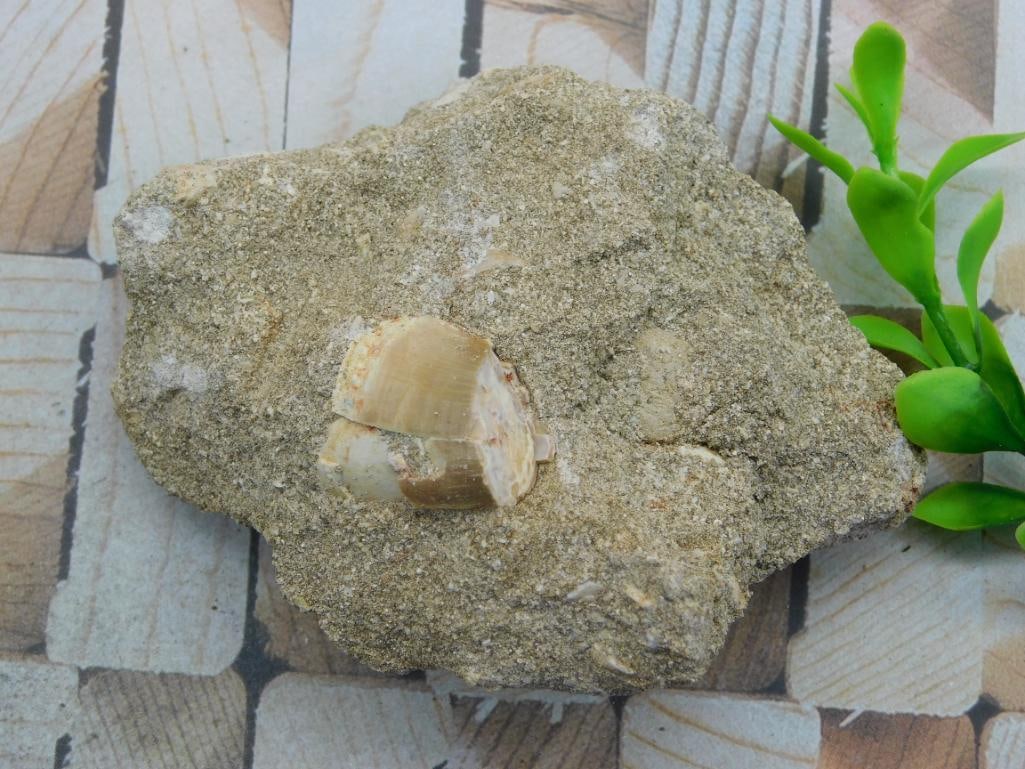 DINOSAUR TOOTH IN MATRIX ROCK STONE LAPIDARY SPECIMEN (1 of 2)