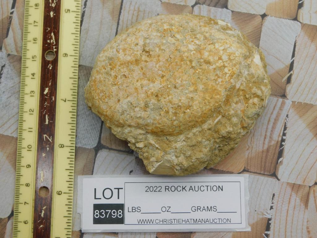 FOSSIL ROCK STONE LAPIDARY SPECIMEN - 2