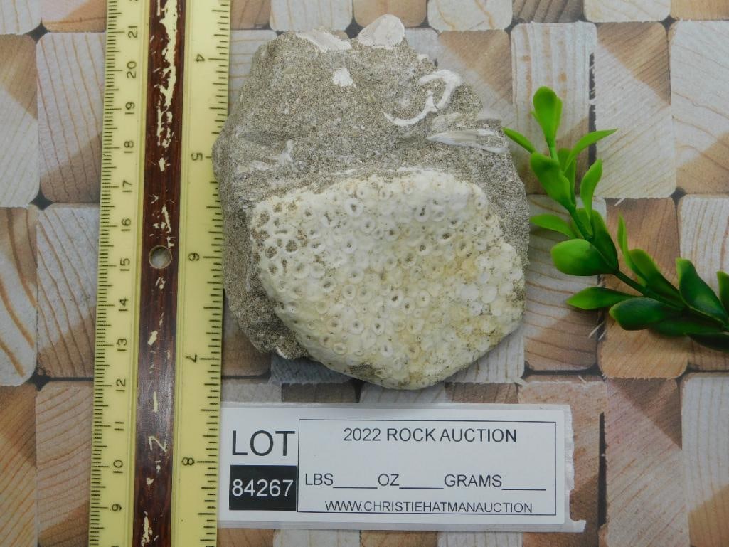 FOSSIL ROCK STONE LAPIDARY SPECIMEN - 2
