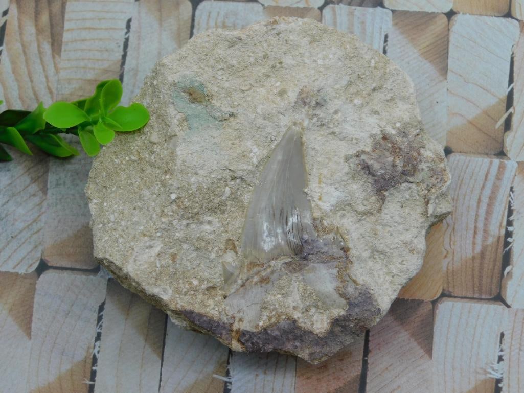 SHARK TOOTH IN MATRIX ROCK STONE LAPIDARY SPECIMEN: SHARK TOOTH IN MATRIX ROCK STONE LAPIDARY SPECIMEN