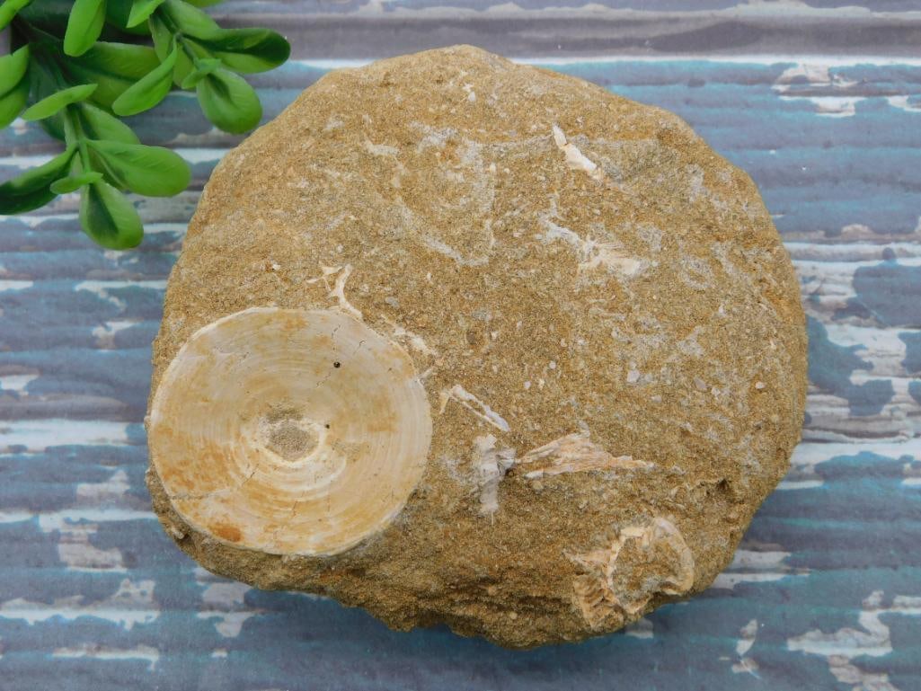 ENCHODUS FOSSIL ROCK STONE LAPIDARY SPECIMEN: ENCHODUS FOSSIL ROCK STONE LAPIDARY SPECIMEN