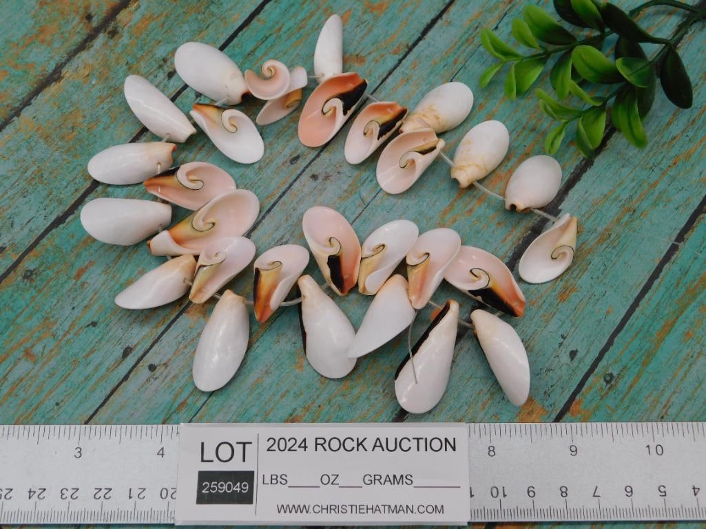 SPIRAL CUT PUKA SHELL BEADS - 3